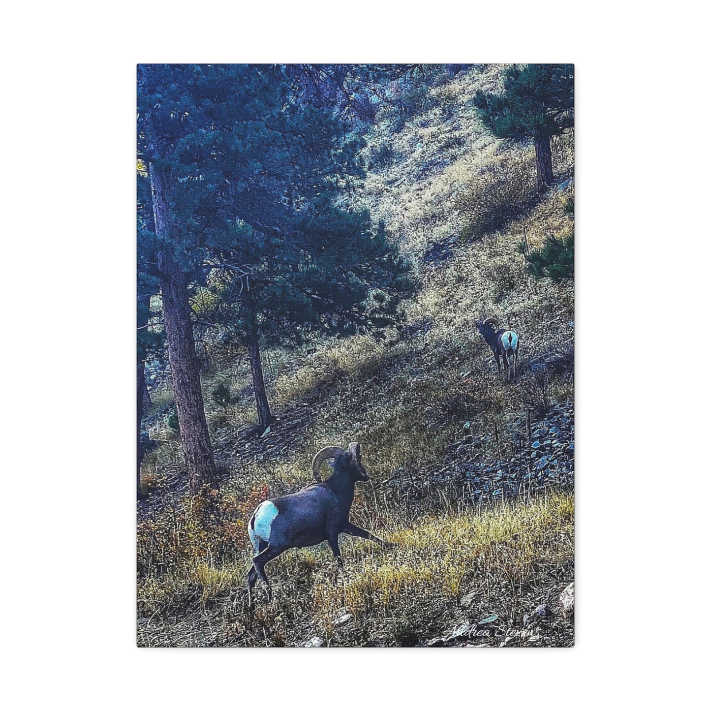 Colorado Nature-Inspired Stretched Canvas Art featuring Majestic Rams by Andrea Stevens