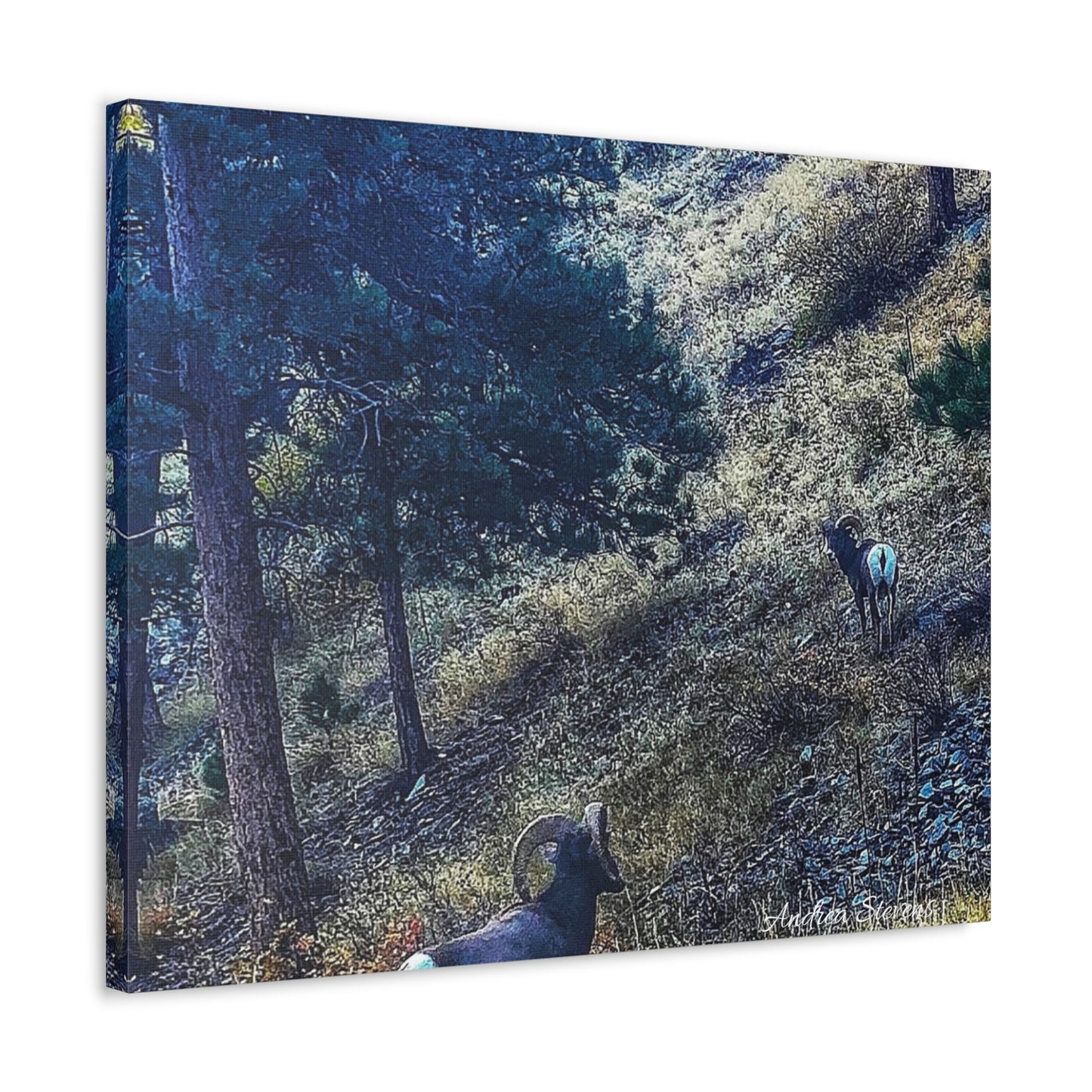 Colorado Nature-Inspired Stretched Canvas Art featuring Majestic Rams by Andrea Stevens