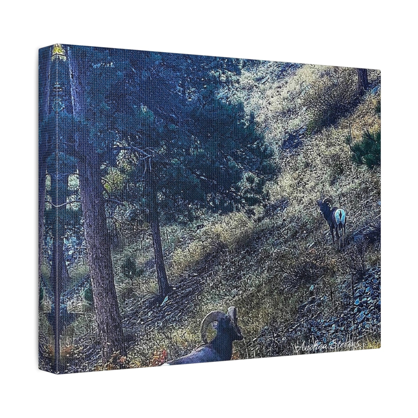 Colorado Nature-Inspired Stretched Canvas Art featuring Majestic Rams by Andrea Stevens