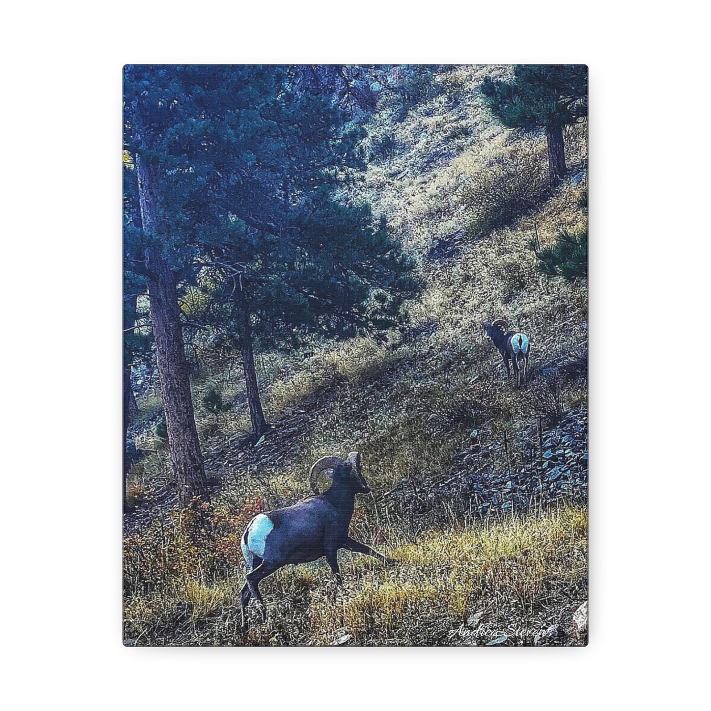 Colorado Nature-Inspired Stretched Canvas Art featuring Majestic Rams by Andrea Stevens
