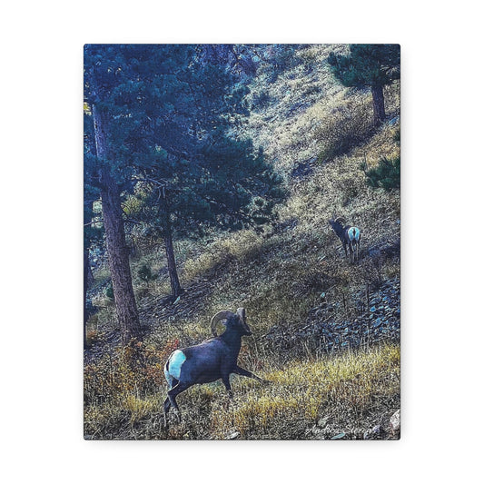 Colorado Nature-Inspired Stretched Canvas Art featuring Majestic Rams by Andrea Stevens