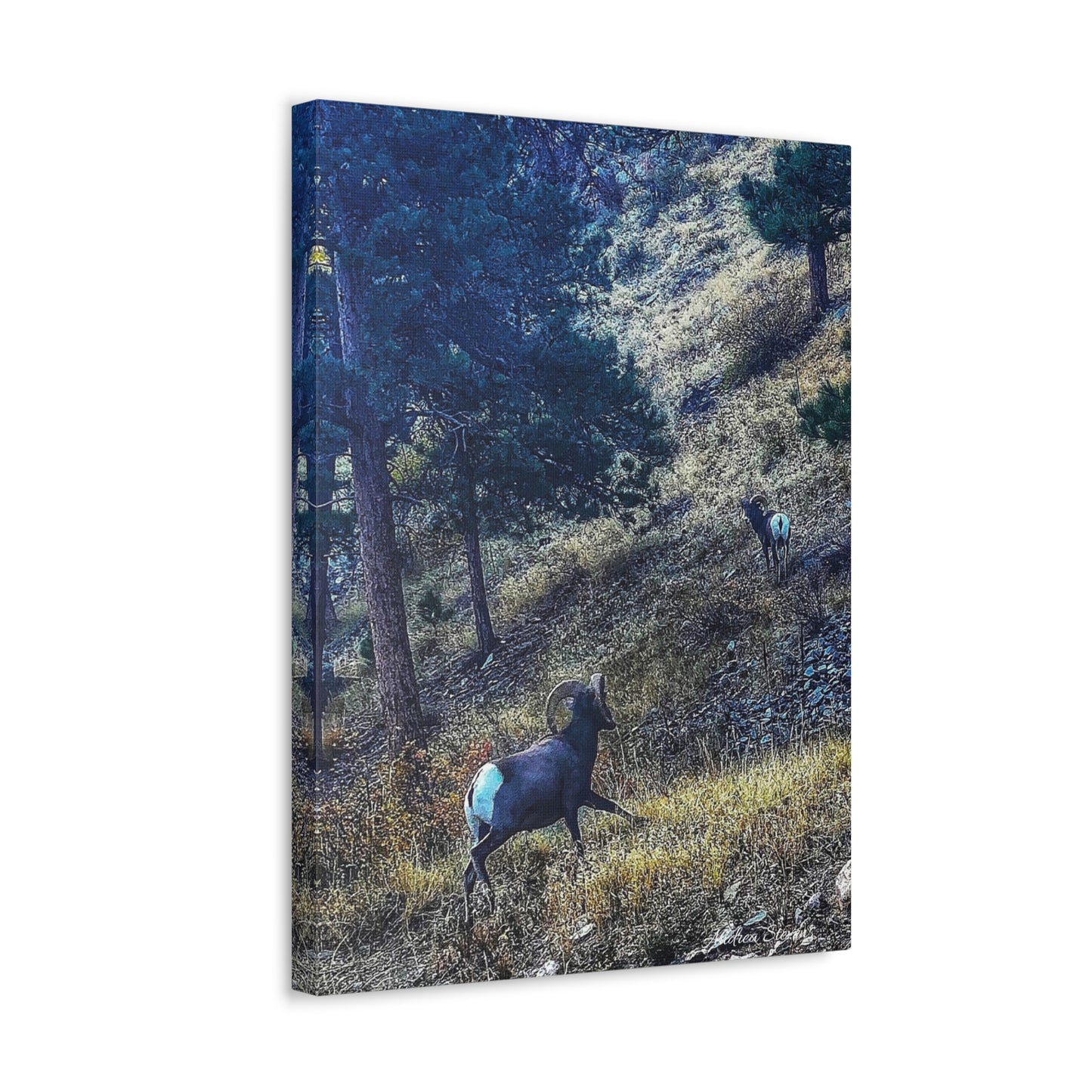 Colorado Nature-Inspired Stretched Canvas Art featuring Majestic Rams by Andrea Stevens