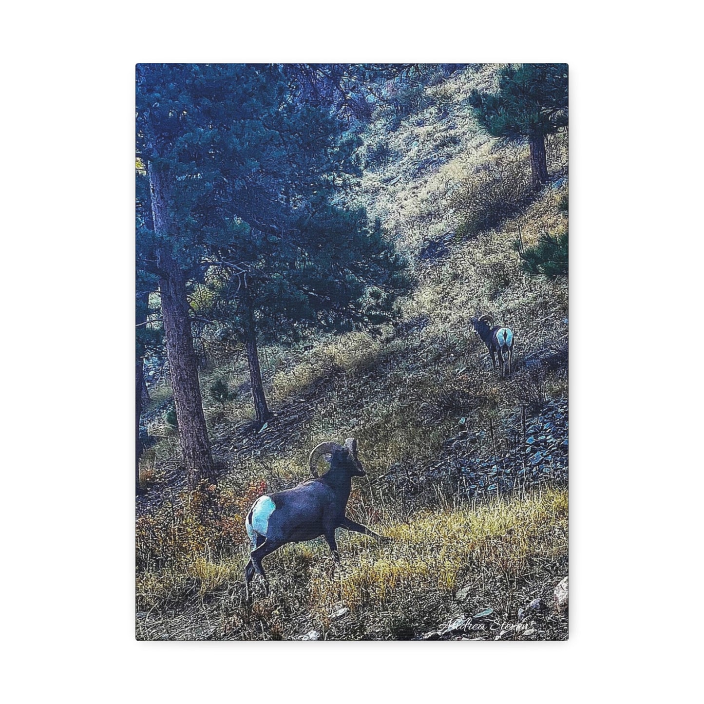 Colorado Nature-Inspired Stretched Canvas Art featuring Majestic Rams by Andrea Stevens