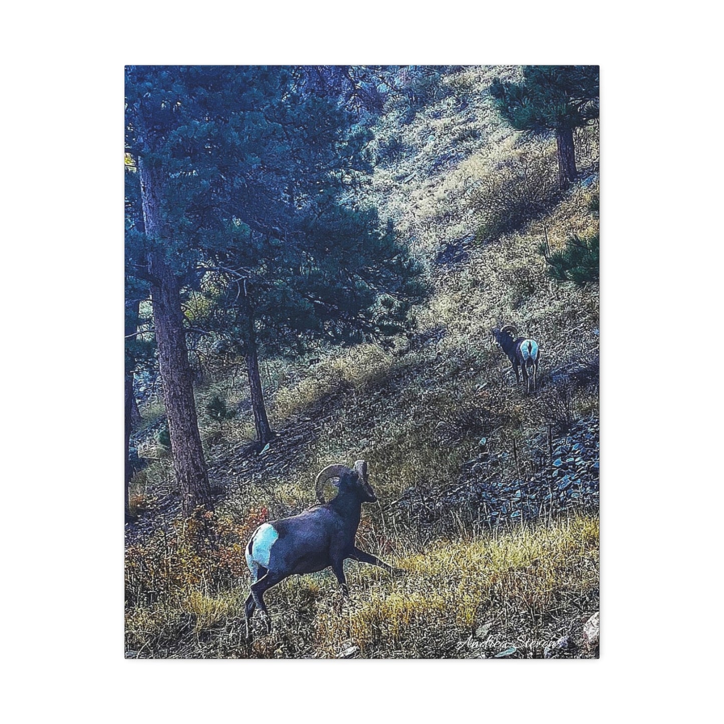 Colorado Nature-Inspired Stretched Canvas Art featuring Majestic Rams by Andrea Stevens