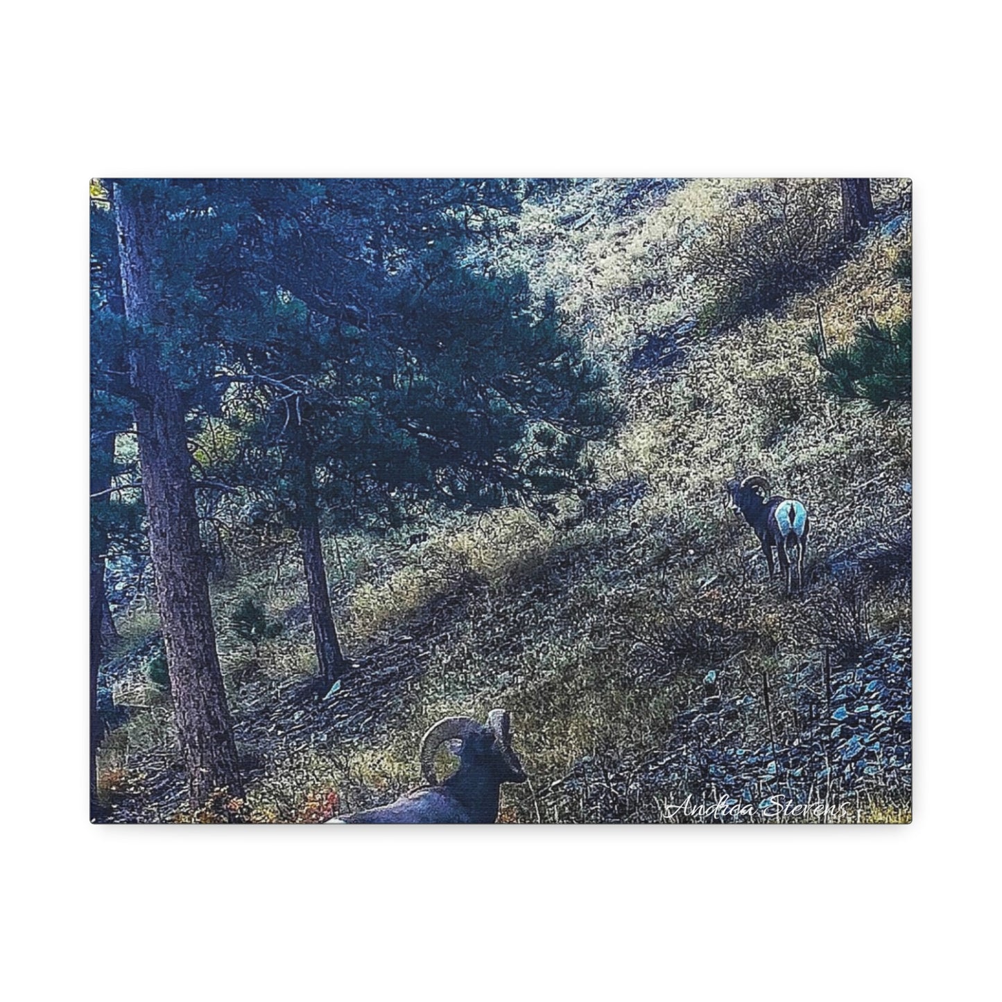 Colorado Nature-Inspired Stretched Canvas Art featuring Majestic Rams by Andrea Stevens