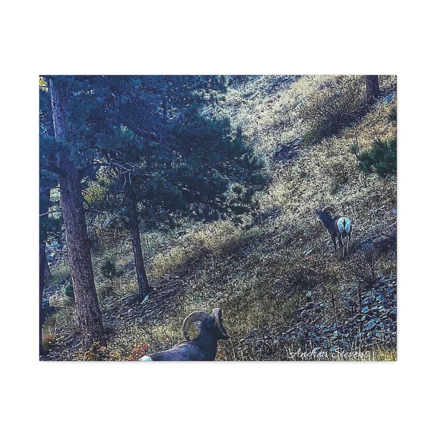 Colorado Nature-Inspired Stretched Canvas Art featuring Majestic Rams by Andrea Stevens