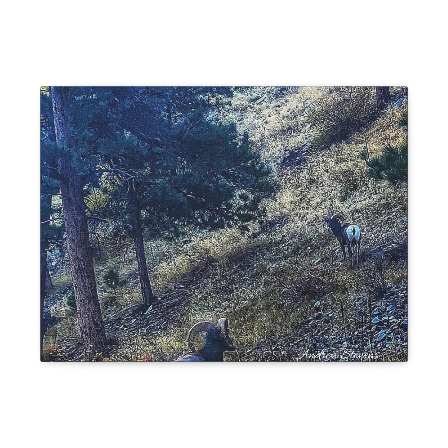 Colorado Nature-Inspired Stretched Canvas Art featuring Majestic Rams by Andrea Stevens