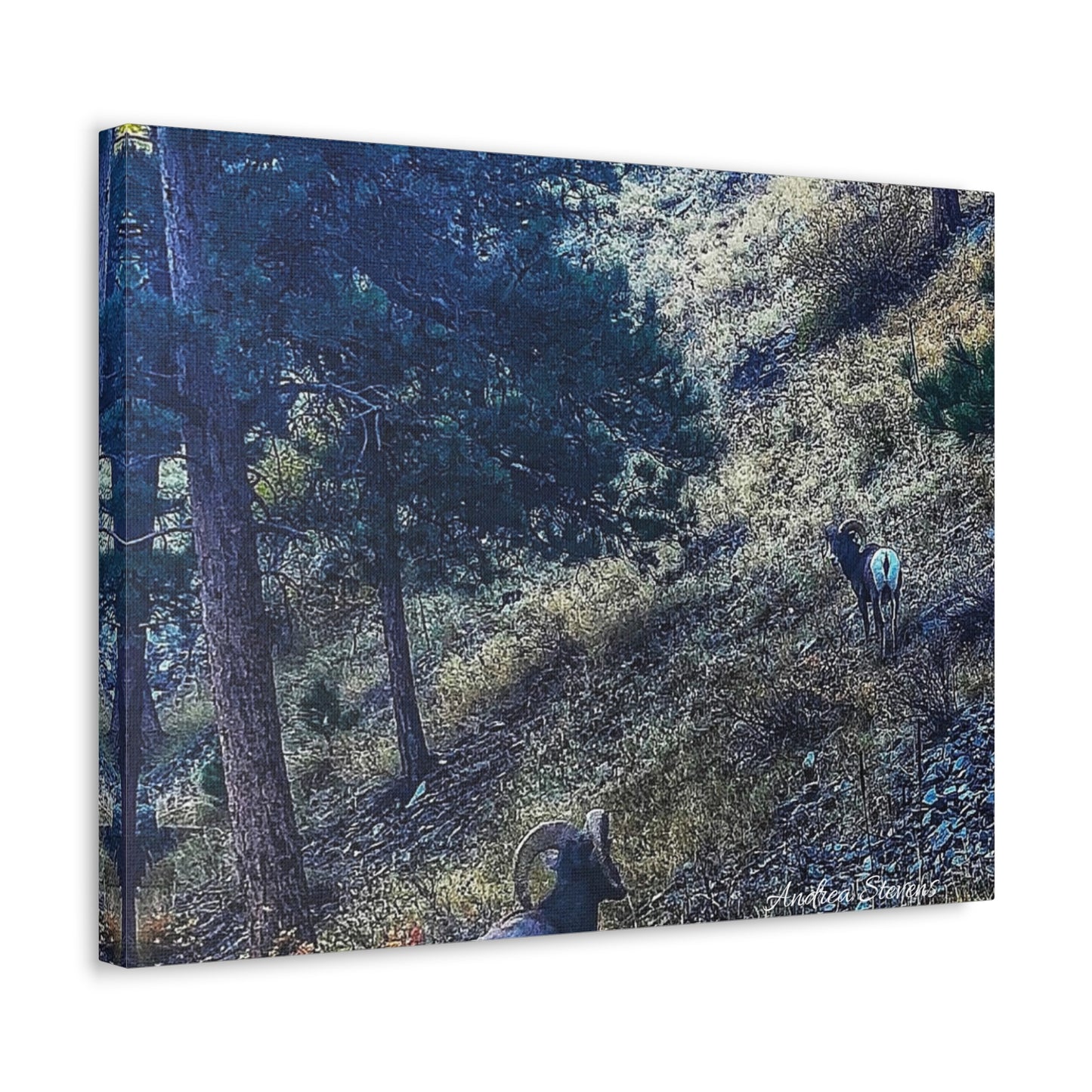 Colorado Nature-Inspired Stretched Canvas Art featuring Majestic Rams by Andrea Stevens