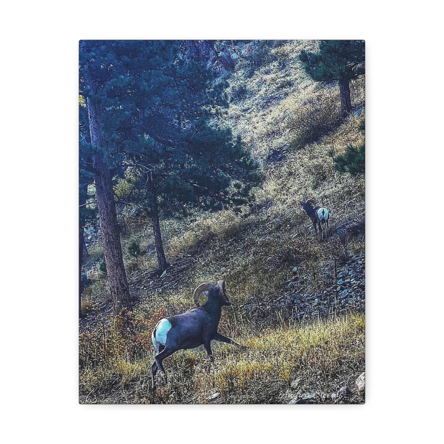 Colorado Nature-Inspired Stretched Canvas Art featuring Majestic Rams by Andrea Stevens